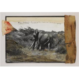 Peter Beard - From \'The End Of The Game\', 1964