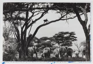 Peter Beard - Garden of Eden, 1984