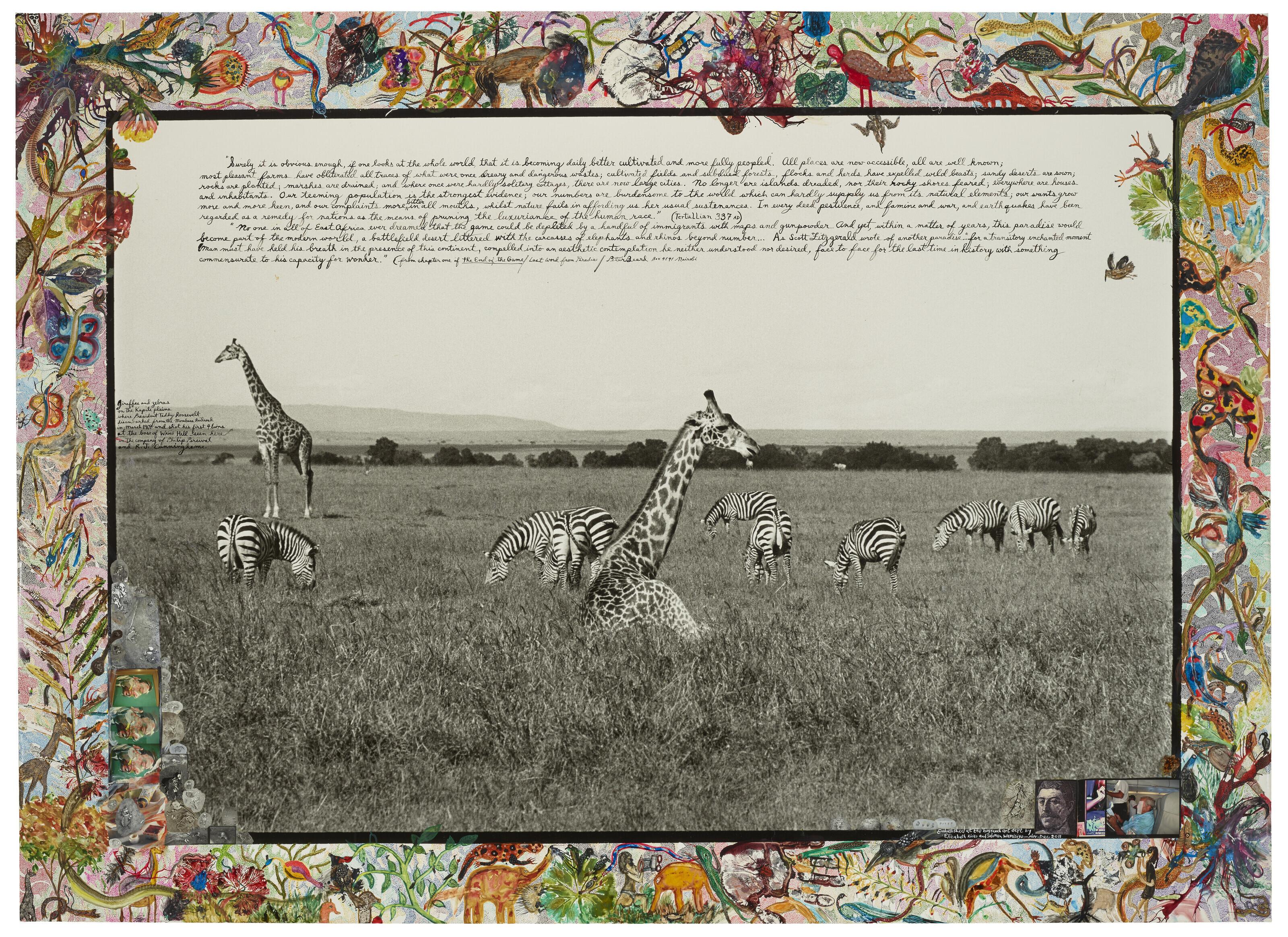 Peter Beard - Giraffes and Zebras, Kapiti Plains in the Shadow of Wami Hill where President Teddy Roosevelt disembarked in 1909 to join Philip Percival on his Safari off the Mombasa RR and where he shot his first lion, 1964