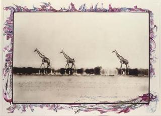 Peter Beard - Giraffes In Mirage On The Tarn Desert, Kenya, June 1960