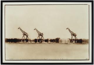 Peter Beard - Giraffes in Mirage on the Taru Desert, Kenya, 1960