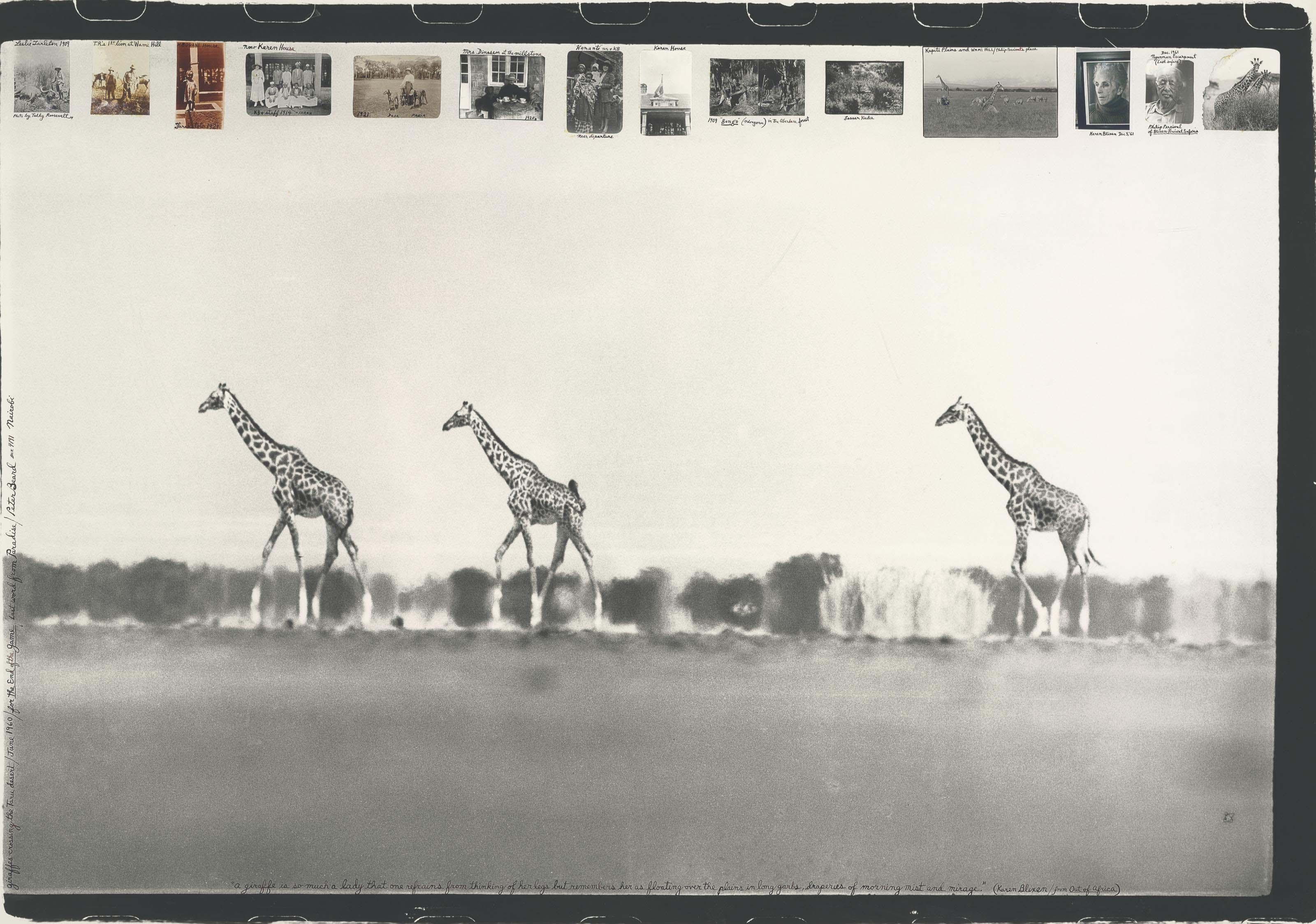 Peter Beard - Giraffes In Mirage On The Taru Desert, Kenya, 1960