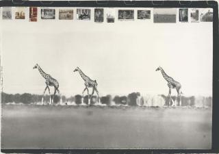 Peter Beard - Giraffes In Mirage On The Taru Desert, Kenya, 1960