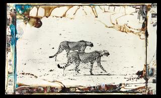 Peter Beard - Hunting Cheetahs on the Tarn Desert, 1960-early 1990s