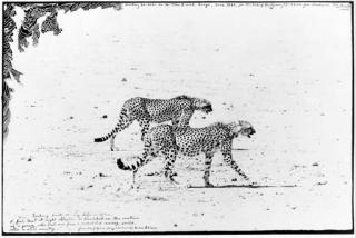 Peter Beard - Hunting Cheetahs on the Taru Desert, Kenya from The End of the Game Last Word from Paradise series