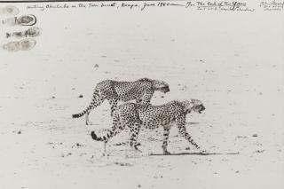 Peter Beard - \'Hunting Cheetahs On The Taru Desert, Kenya, June 1960\'