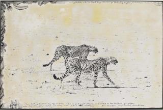 Peter Beard - Hunting Cheetahs On The Taru Desert, Kenya, June 1960