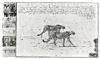 Peter Beard - \'Hunting Cheetahs On The Taru Desert\'