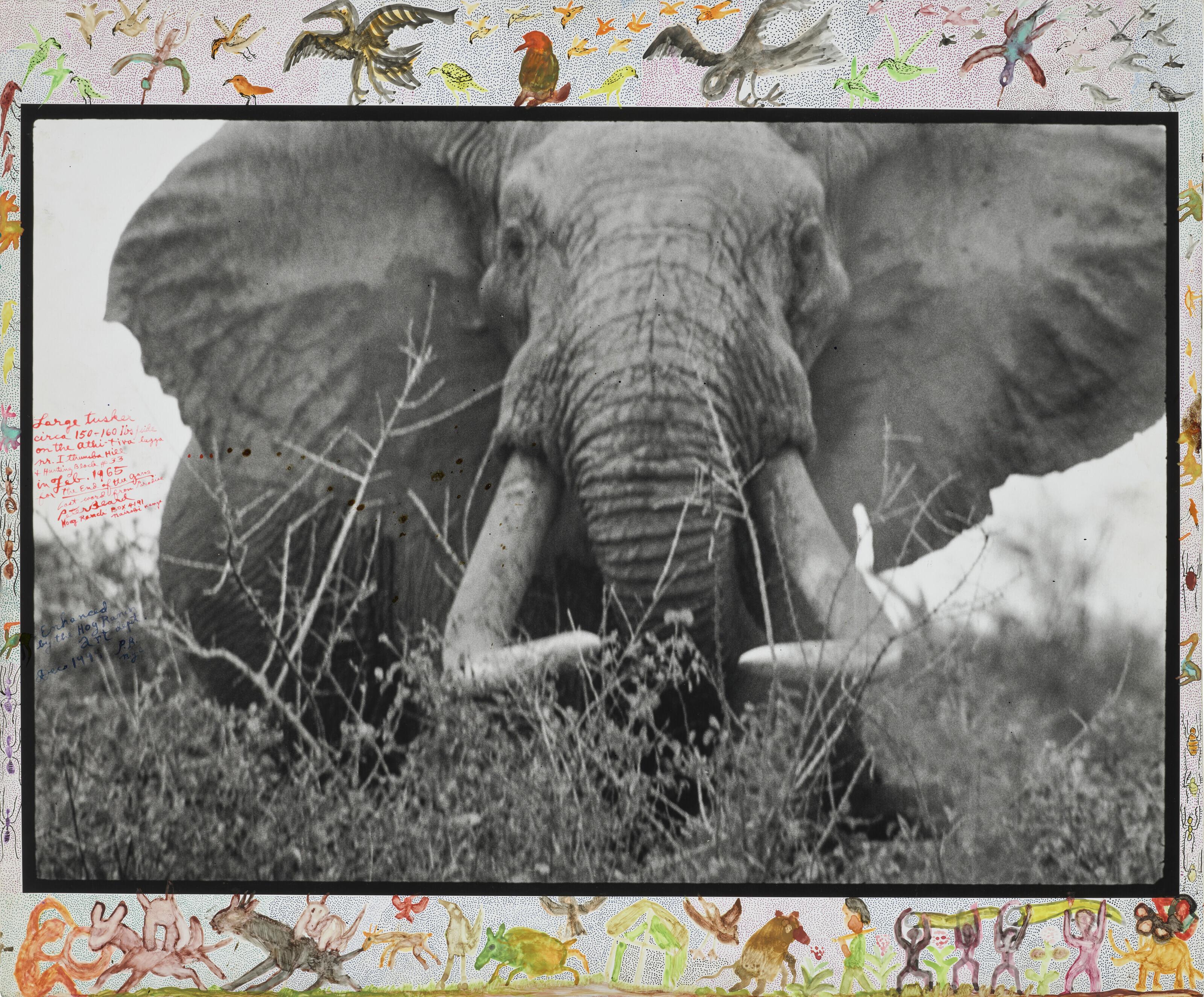 Peter Beard - Large tusker (c. 150 lbs per side), Tsavo North, near hunting block 33/ Ithumber Hill on the Athi-Tiva dry river (for \'The End of the Game\'), February 1965