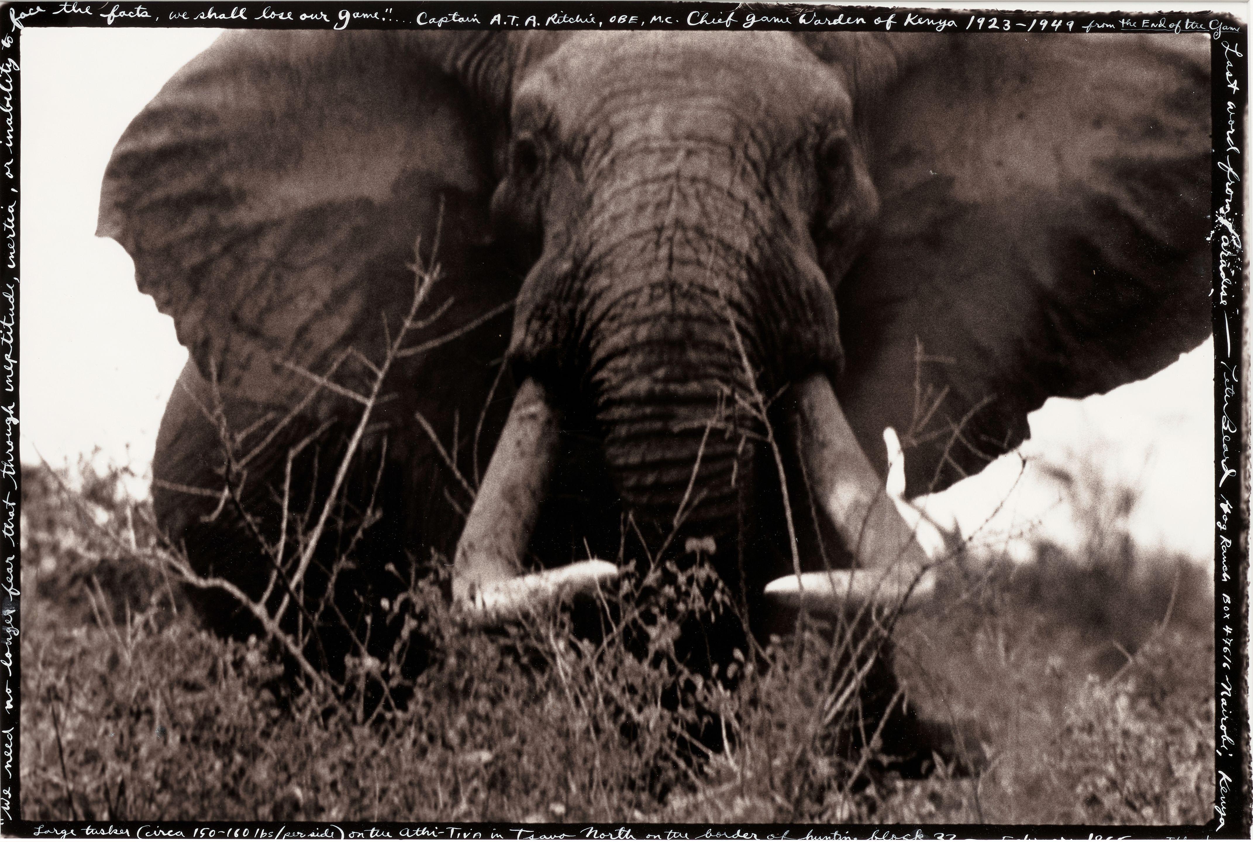 Peter Beard - \'Large Tusker on the Athi-Tiva in Tsavo\' (Elephant)