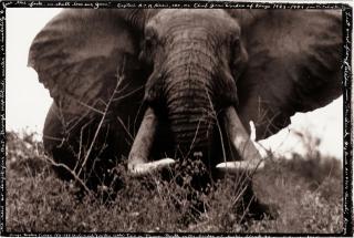Peter Beard - \'Large Tusker on the Athi-Tiva in Tsavo\' (Elephant)