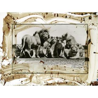 Peter Beard - Lion Pride, For The End Of The Game, 1976