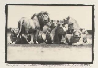Peter Beard - Lion Pride, Southern Serengeti Near Ndutu, 1976