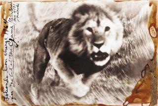 Peter Beard - Loliondo Lion Charge 1964 For The End Of The Game
