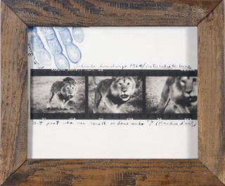 Peter Beard - Loliondo Lion charge, 1964
