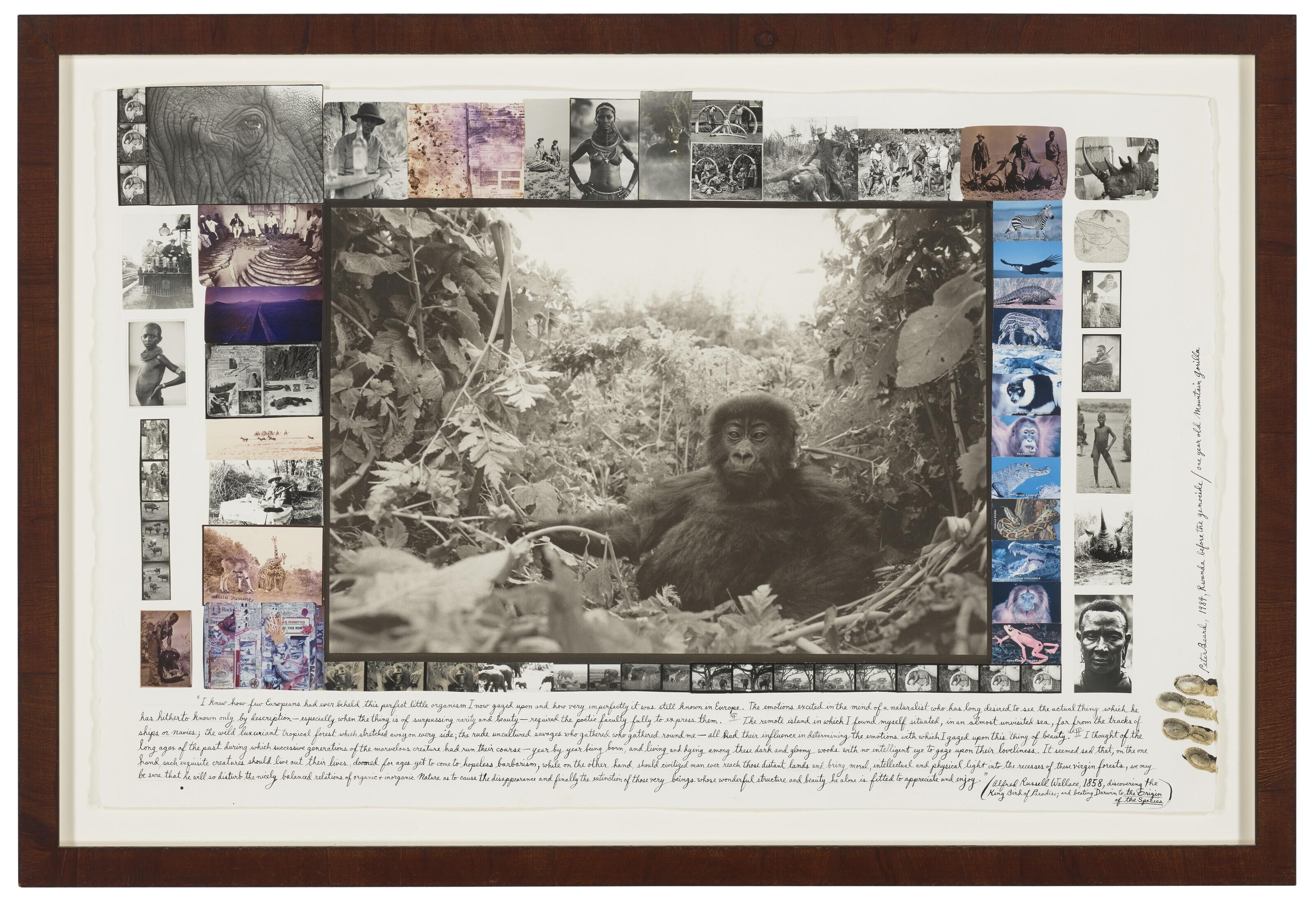 Peter Beard - One Year Old Mountain Gorilla, Rwanda, 1984