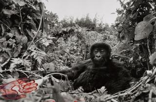 Peter Beard - \'One Year Old Mountain Gorilla, Rwanda,\' 1994