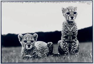 Peter Beard - Orphaned cheetah cubs at Mweiga National Park headquarters, for The End of the Game, 1968
