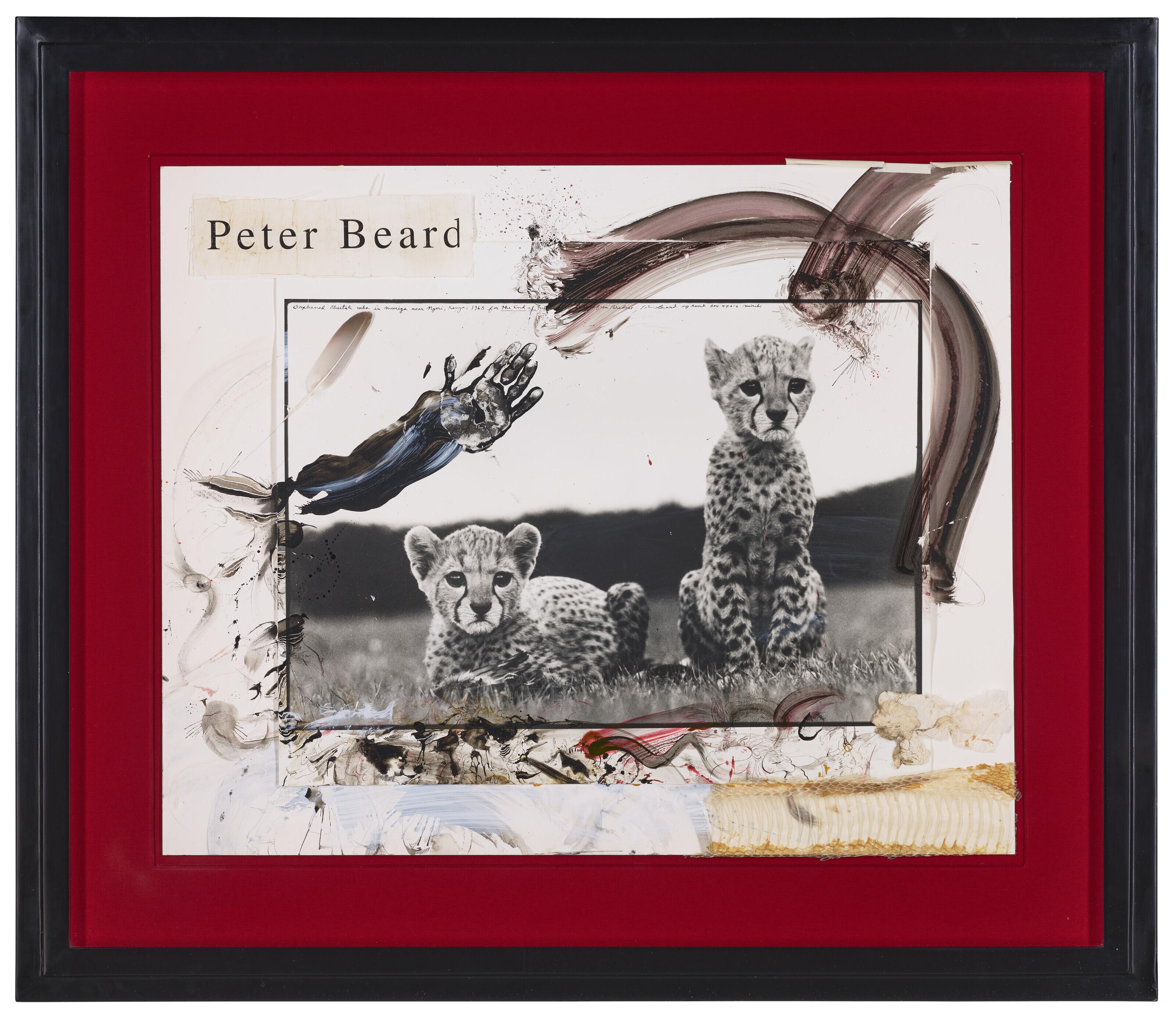 Peter Beard - Orphaned Cheetah Cubs at Mweiga near Nyeri, Kenya, 1968