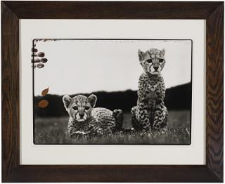 Peter Beard - Orphaned Cheetah Cubs at Mweiga near Nyiri, Kenya, 1968