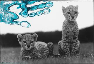 Peter Beard - Orphaned Cheetah Cubs