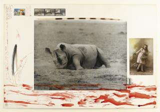 Peter Beard - Rhinocéros