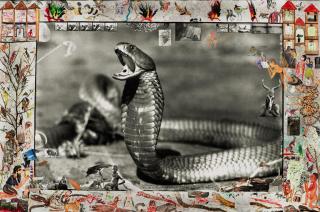 Peter Beard - Spitting Cobra, Tsavo, June 1960