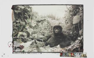 Peter Beard - Starvo Park, die-off, Hog Ranch, 1972