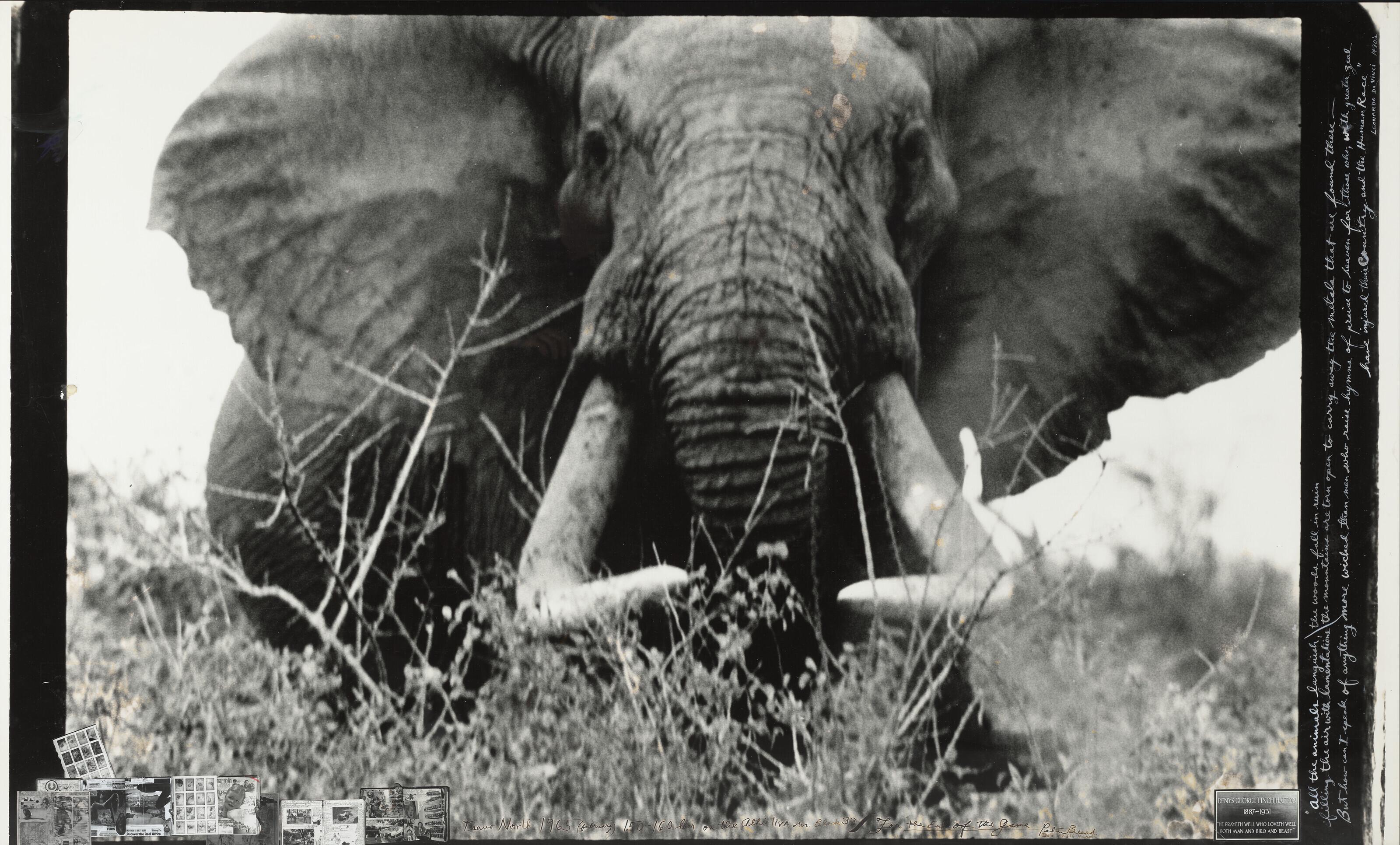 Peter Beard - Tsavo North 150 – 160 lbs. on the Athi Tiva nr. Block 33, for \'The End of the Game\', February 1965