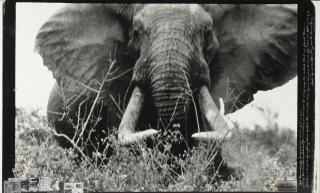 Peter Beard - Tsavo North 150 – 160 lbs. on the Athi Tiva nr. Block 33, for \'The End of the Game\', February 1965