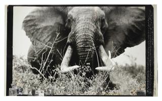 Peter Beard - Tsavo North on the Athi Tiva, circa 150 lbs. – 160 lbs. side Bull Elephant, February, 1965
