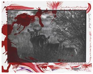 Peter Beard - Waterbuck Family, 1968