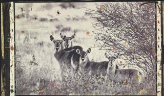 Peter Beard - Waterbuck Family on the Uaso Nyiro, 1968