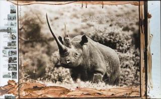 Peter Beard - World Record Class Black Rhino (Circa 47\