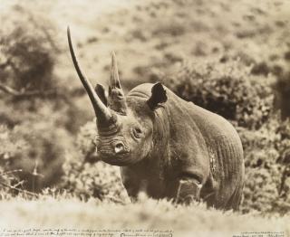 Peter Beard - \'World Record Class Black Rhino (Circa 47\