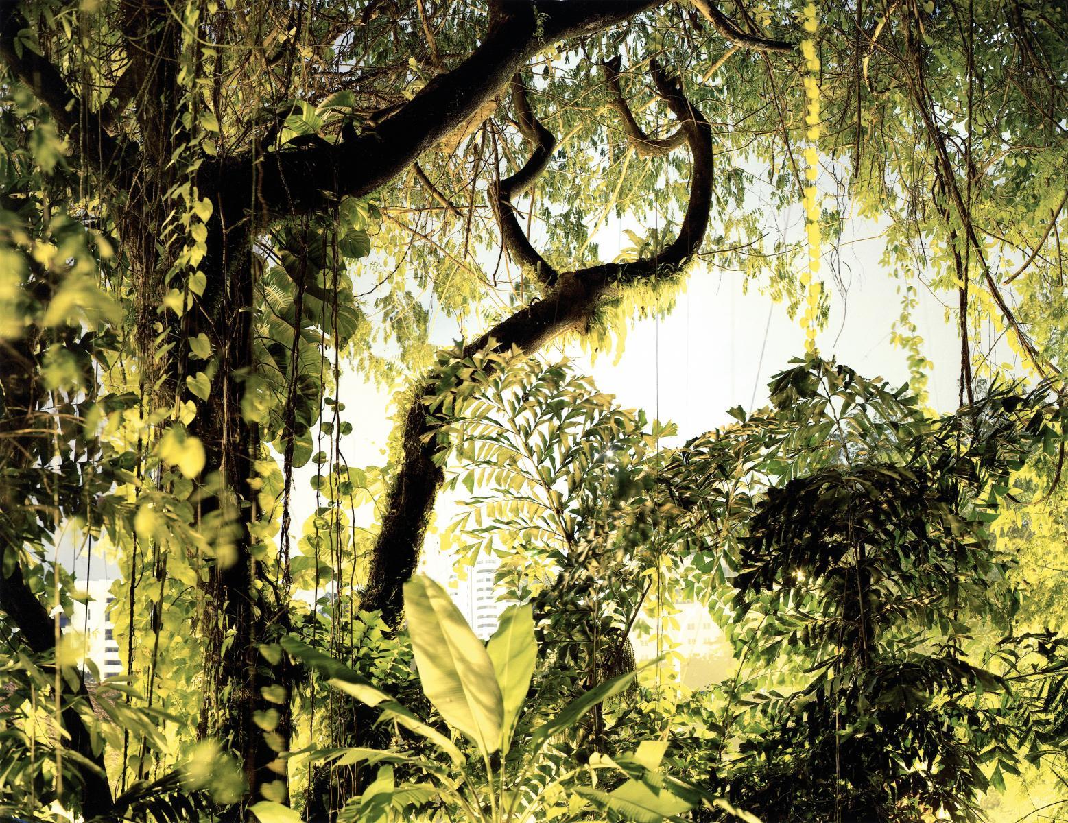 Peter Bialobrzeski - »Paradise #34\