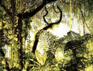 Peter Bialobrzeski - »Paradise #34\