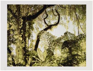 Peter Bialobrzeski - Paradise Now - 38, 2008