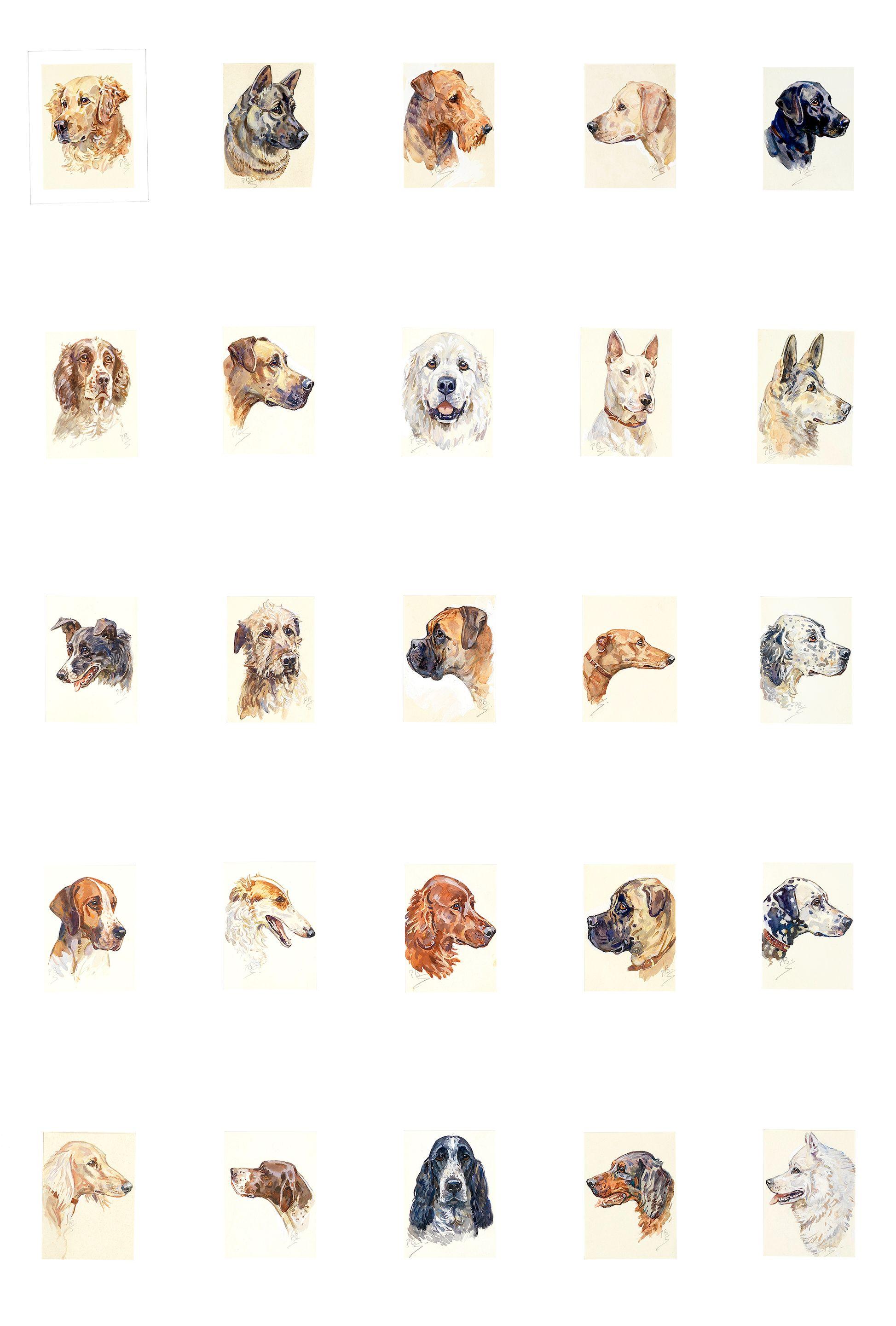Peter Biegel - A Collection Of Dog Studies (25) All Mounted But Unframed