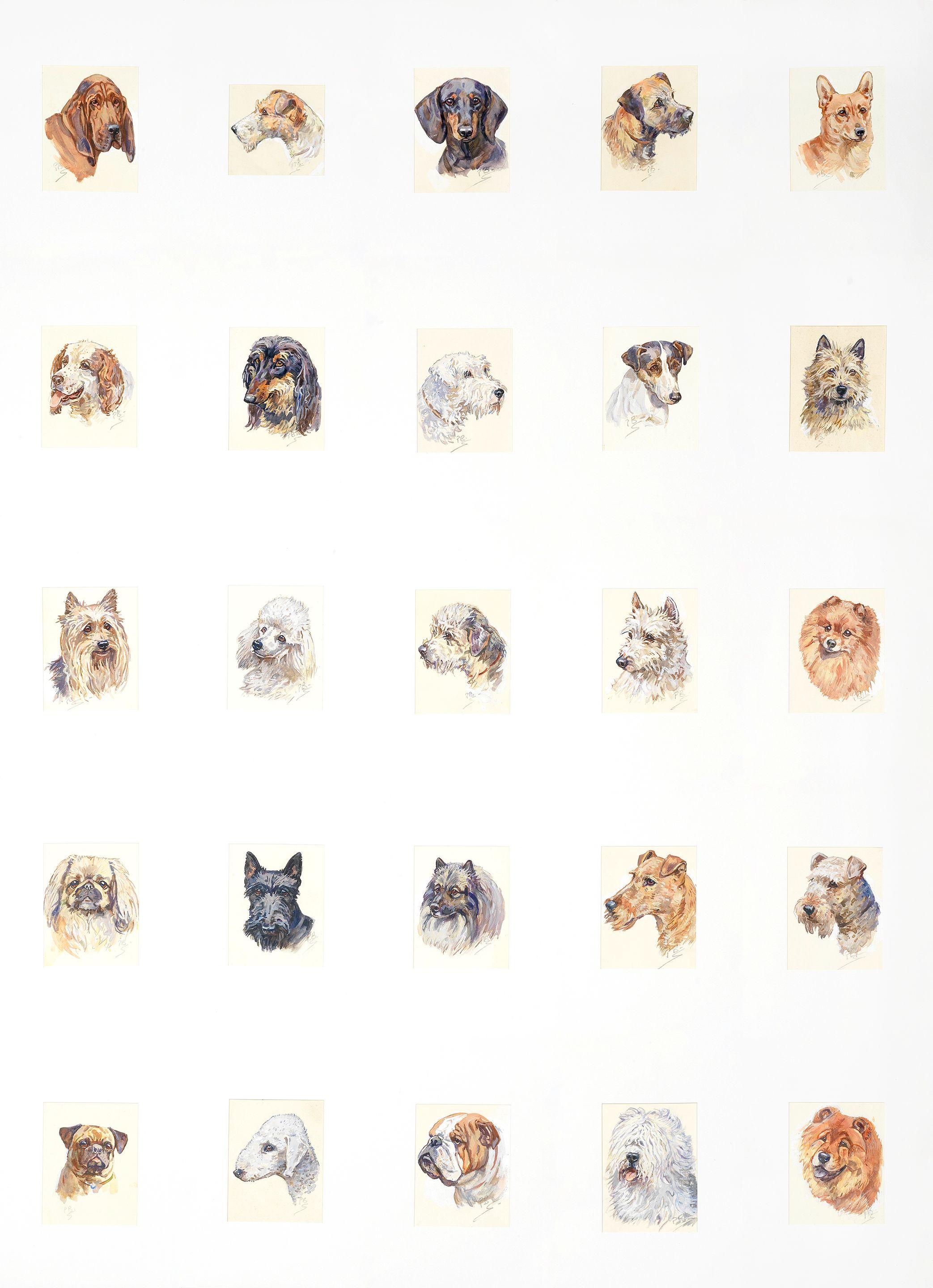 Peter Biegel - A Collection Of Dog Studies (25) All Mounted But Unframed