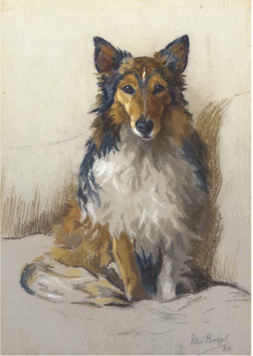 Peter Biegel - A collie