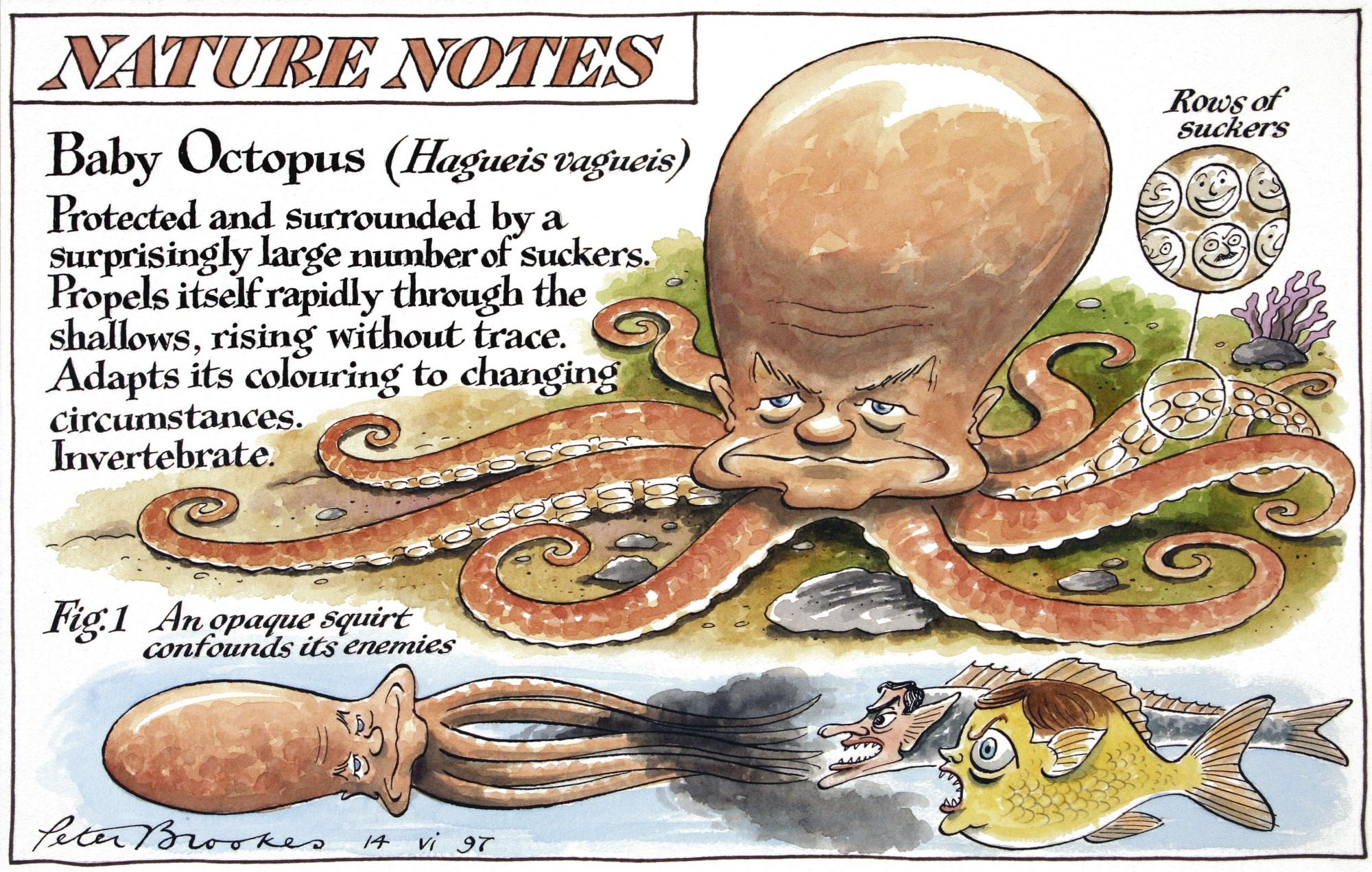 Peter Brookes - \'Baby Octopus\'