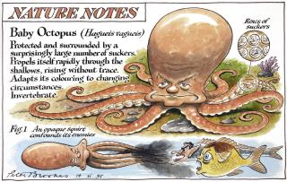 Peter Brookes - \'Baby Octopus\'
