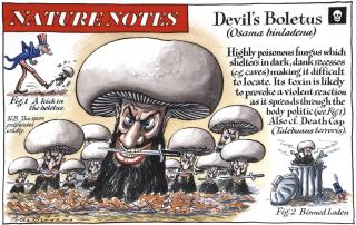 Peter Brookes - ‘Devil’S Boletus’
