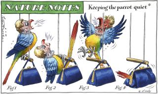 Peter Brookes - \'Keeping The Parrot Quiet\'