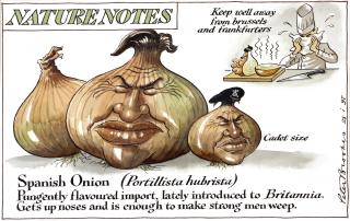 Peter Brookes - \'Spanish Onion\'
