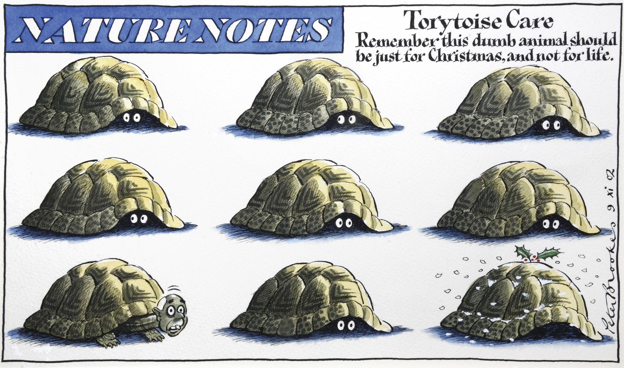 Peter Brookes - ‘Torytoise Care’
