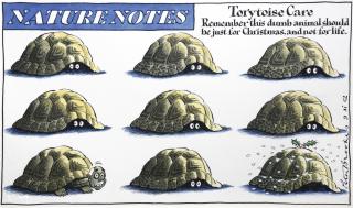 Peter Brookes - ‘Torytoise Care’