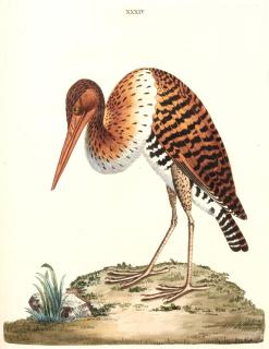 Peter Brown - New illustrations of zoology, London, 1776, green morocco