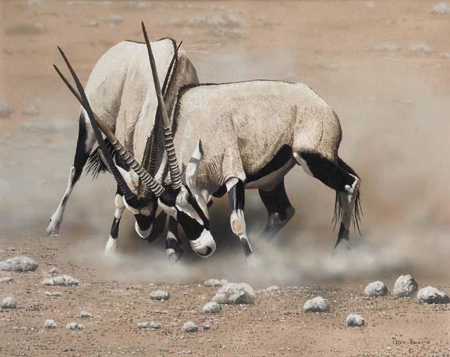Peter Bruce - Gemsbok Fighting